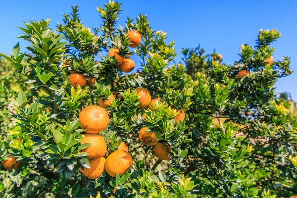 Orange tree  on Farm — Stock Photo, Image