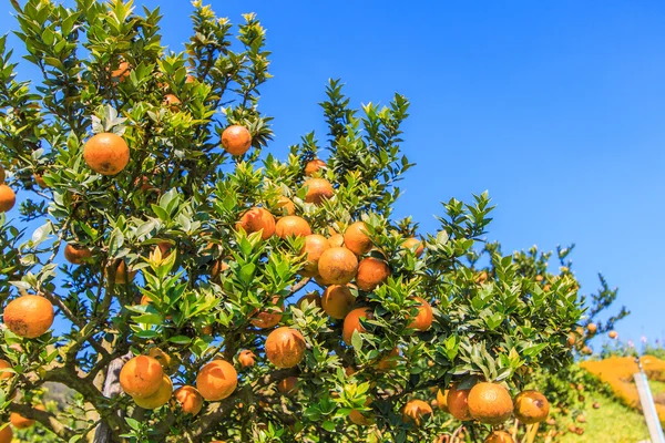 Pomarańczowe drzewa na farmie — Zdjęcie stockowe