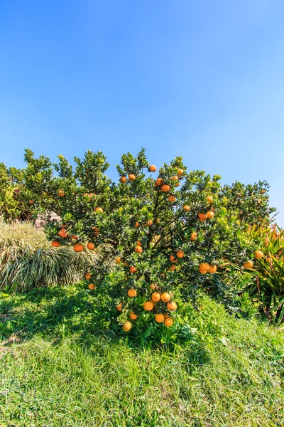 Naranjo en granja —  Fotos de Stock