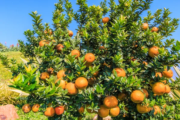 Orange tree  on Farm — Stock Photo, Image