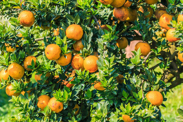Апельсиновое дерево на ферме
