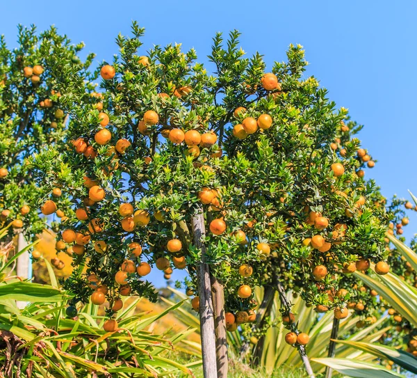 Orange tree  on Farm