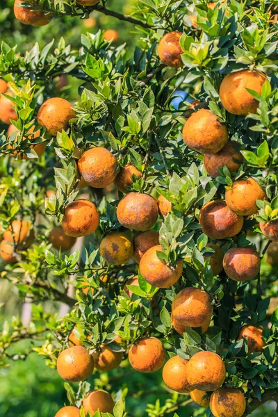 Orange tree  on Farm — Stock Photo, Image