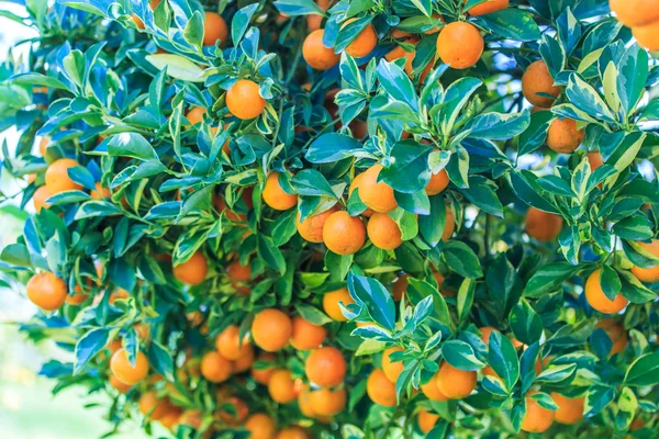 Oranje boom op boerderij — Stockfoto