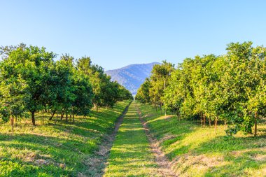 Çiftlikte portakal bahçeleri
