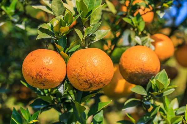 Orange tree  on Farm — Stock Photo, Image