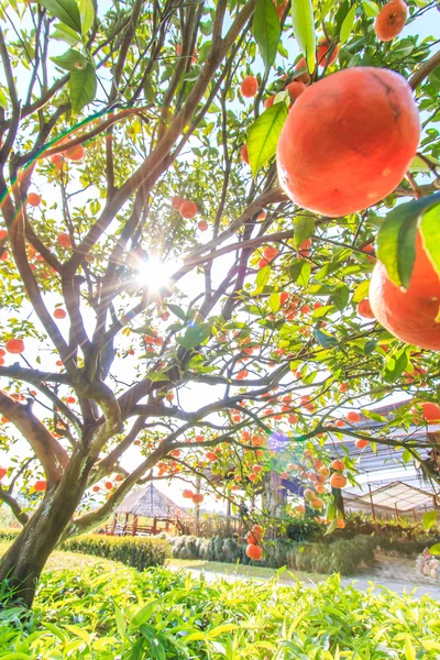 Laranjeira na fazenda — Fotografia de Stock