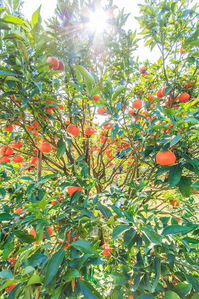 Orange tree on Farm — Stock Photo, Image