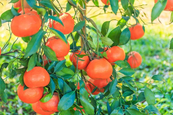 Orange tree on Farm — Stock Photo, Image