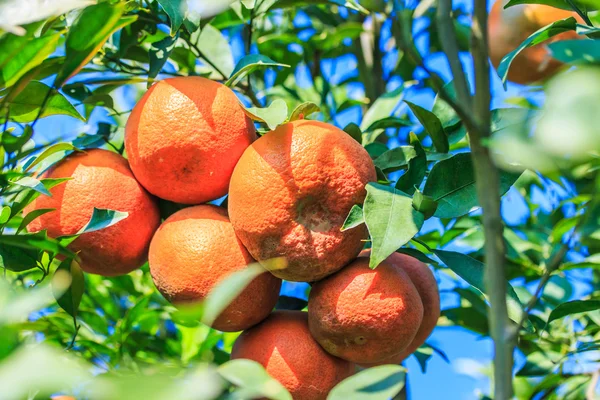 Orange tree on Farm — Stock Photo, Image