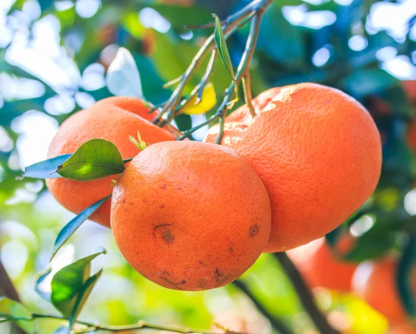Orange tree on Farm — Stock Photo, Image