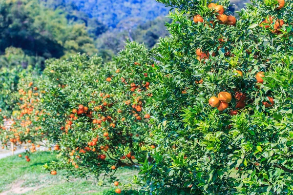 Pomarańczowe drzewa na farmie — Zdjęcie stockowe
