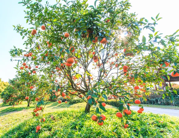 Orange träd på gården — Stockfoto