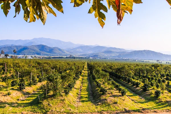 Naranjos en la granja — Foto de Stock