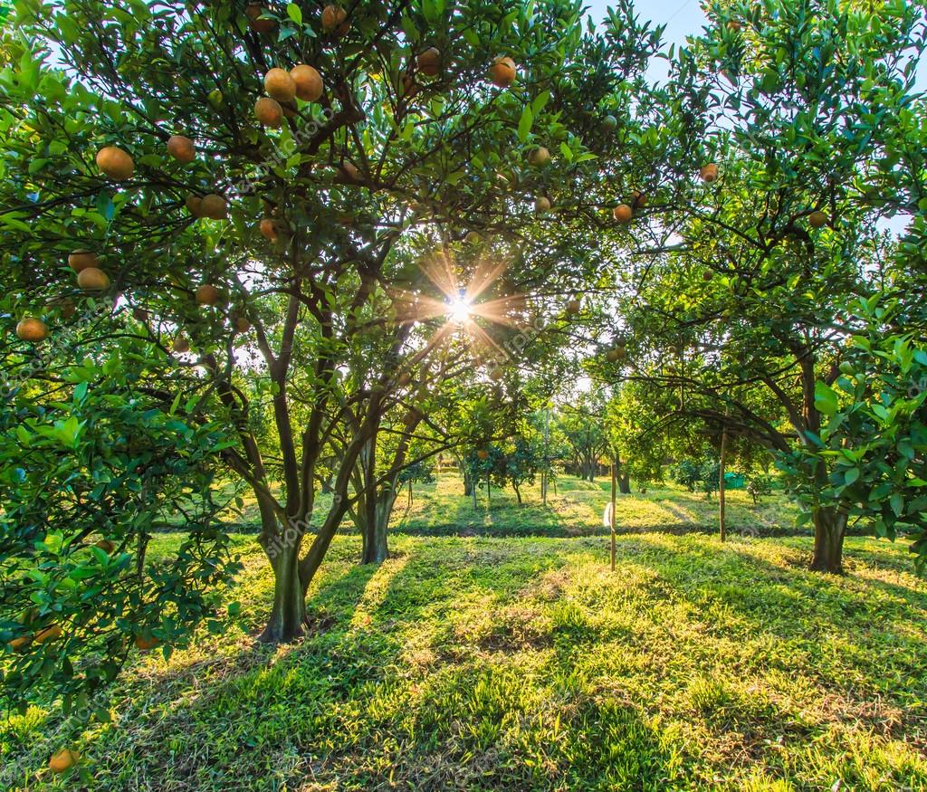Orange groves on farm Stock Photo by ©Deerphoto 65888847