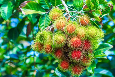 Rambutan Tayland ağaç üzerinde