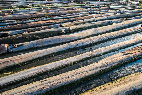 Pile of wood landscape — Stock Photo, Image