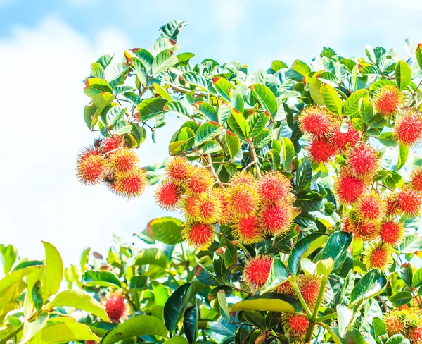 Rambutan em árvore na Tailândia — Fotografia de Stock