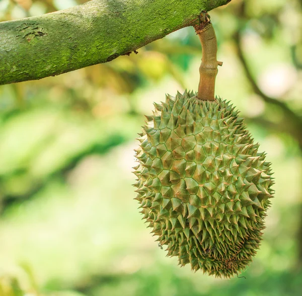 Durian  fruit in  Thailand — Stock Photo, Image