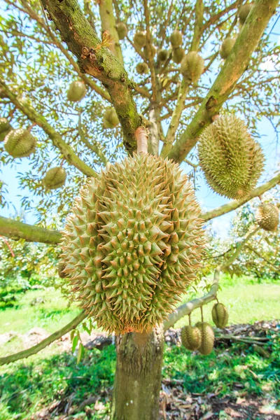 Durian  fruits in  Thailand — Stock Photo, Image