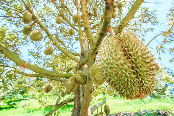 태국에서 두리안 과일 — 스톡 사진