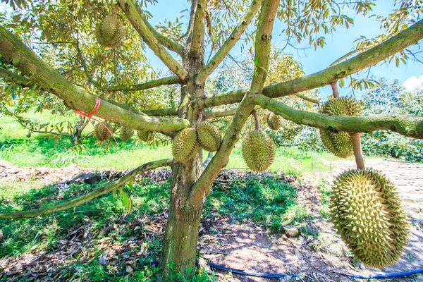 Frutas durianas en Tailandia — Foto de Stock