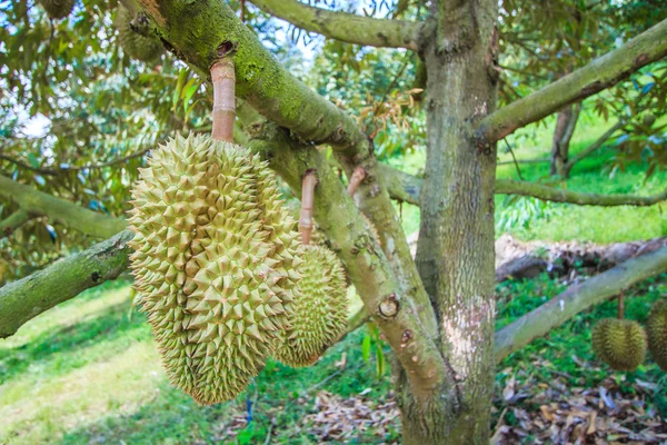 Frutas durianas en Tailandia — Foto de Stock