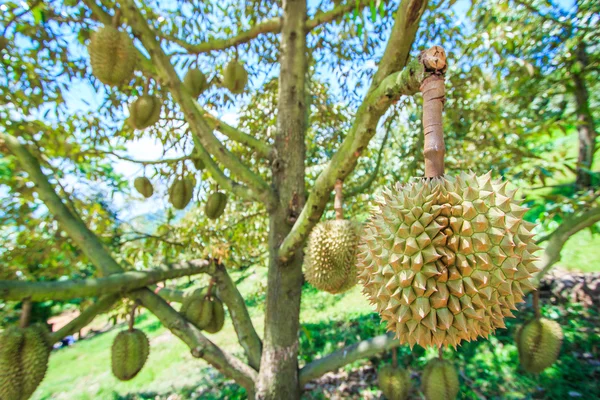 Durian owoców w Tajlandii — Zdjęcie stockowe