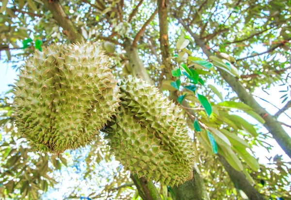 Frutas durianas en Tailandia — Foto de Stock