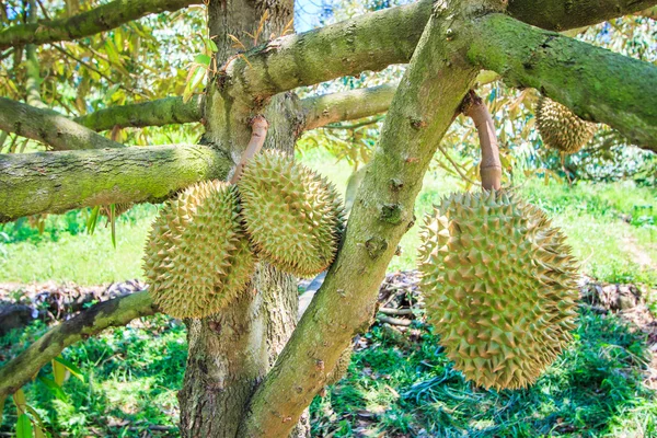 Frutas durianas en Tailandia — Foto de Stock