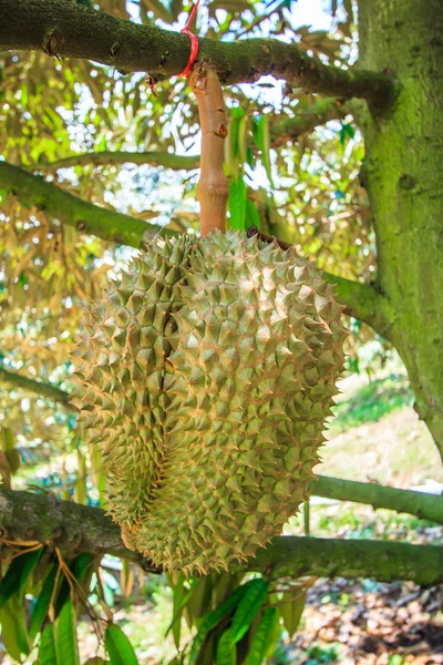 태국에서 두리안 과일 — 스톡 사진