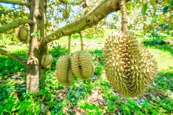 Durian owoców w Tajlandii — Zdjęcie stockowe