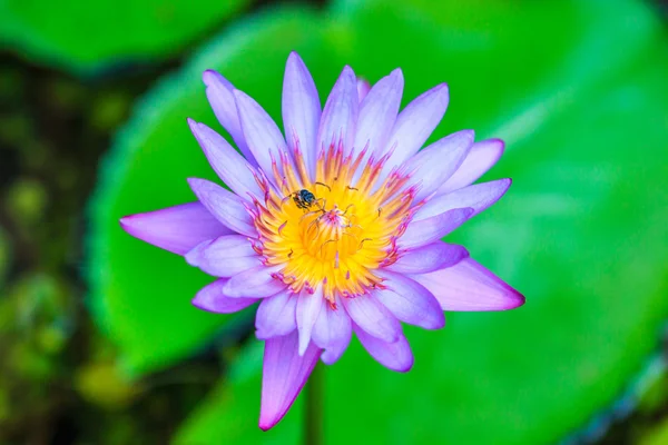 Beautiful Lotus flower — Stock Photo, Image