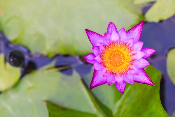 Hermosa flor de loto — Foto de Stock