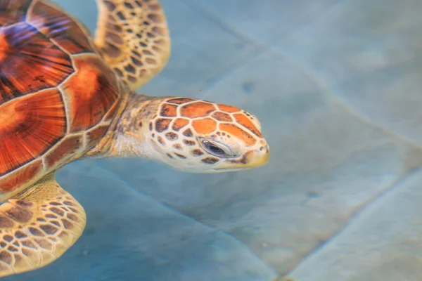 Grön havssköldpadda på vatten — Stockfoto
