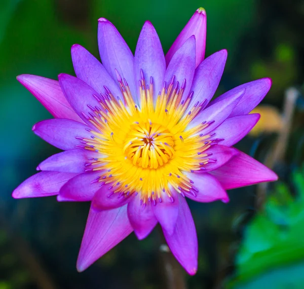 Bellissimo fiore di loto — Foto Stock