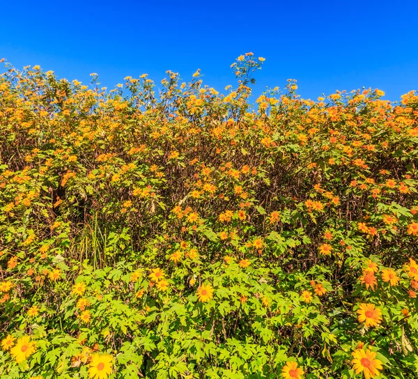 Beautiful Mexican sunflowers — Stock Photo, Image