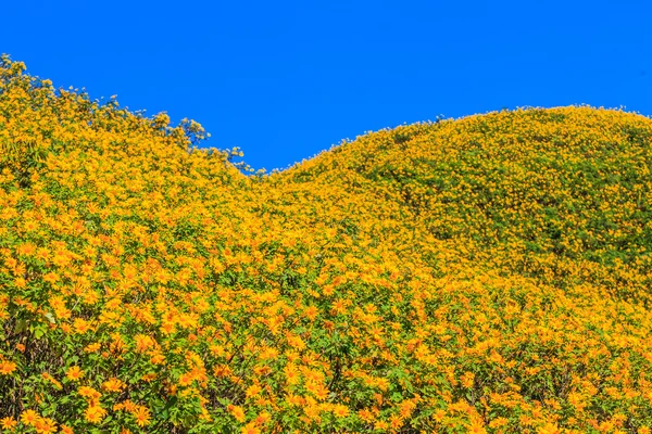 Mooie Mexicaanse zonnebloemen — Stockfoto