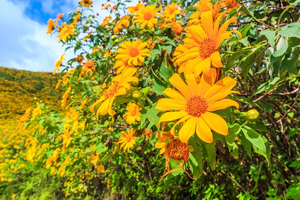 Mooie Mexicaanse zonnebloemen — Stockfoto