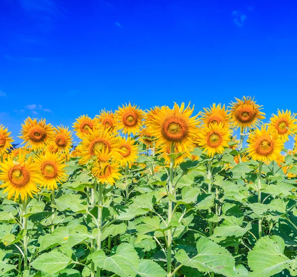 Gebied van bloeiende zonnebloemen — Stockfoto