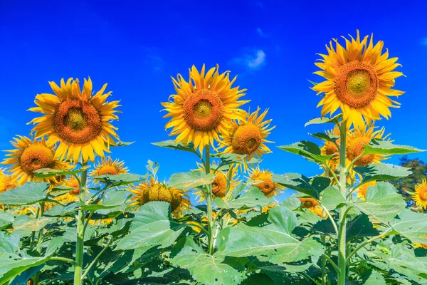 Campo de girasoles en flor — Foto de Stock