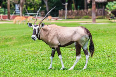 Gemsbok antilop niteliğine