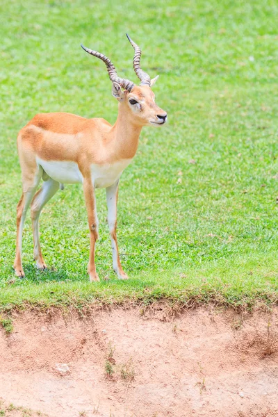 Thomsoni gazella na natureza — Fotografia de Stock