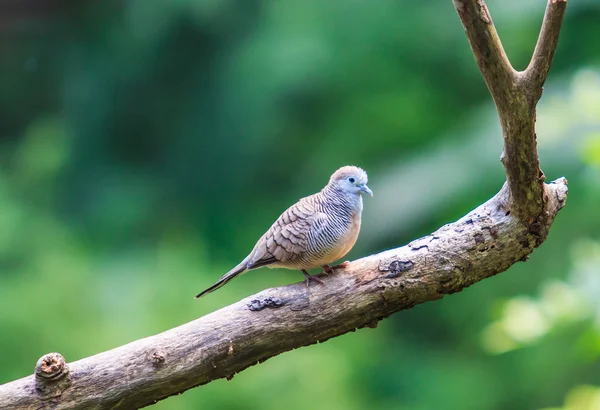 木のゼブラ鳩鳥 — ストック写真