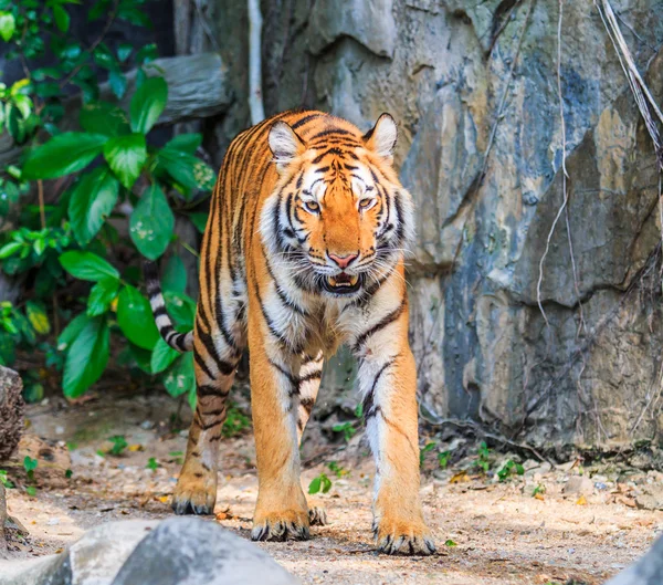 Красивий тигр в джунглях — стокове фото