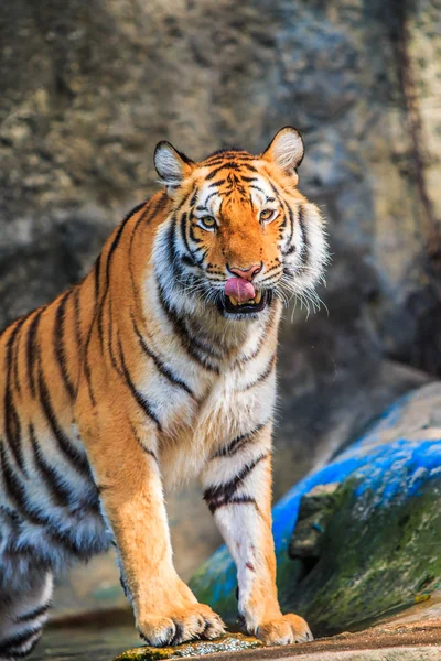 Beautiful Orange tiger — Stock Photo, Image