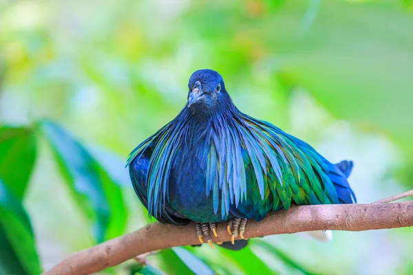 Pássaro de pombo Nicobar na árvore — Fotografia de Stock