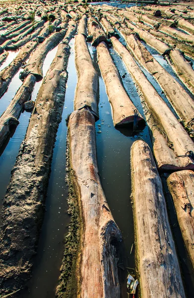 Plonger le bois dans l'eau — Photo