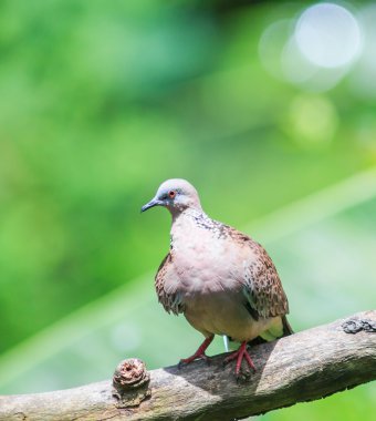 Tayland'da Kuş benekli güvercin