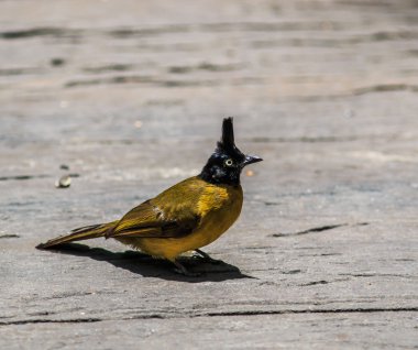 Siyah ibikli bülbül kuşu